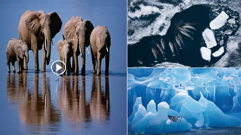 In Pictures: 50 Years of Wildlife Photographer of the Year