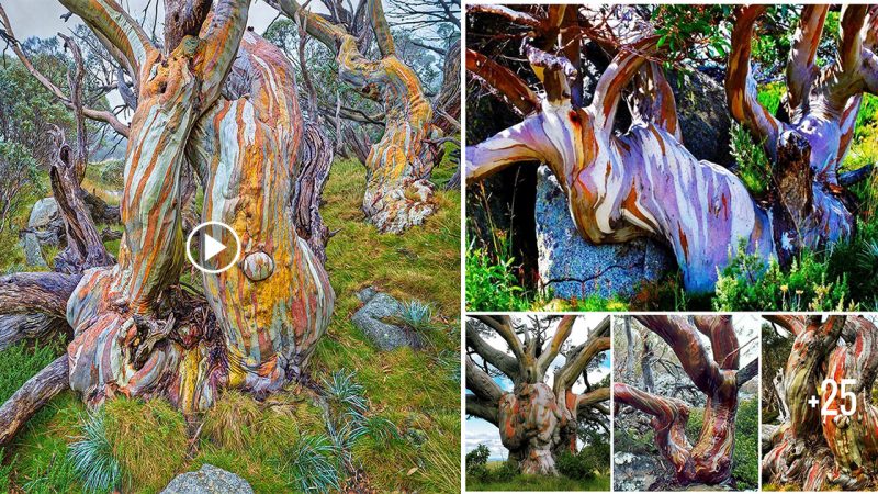 Learn about the beauty of the aged, multicolored eucalyptus tree (Eucalyptus pauciflora) in Kosciuszko National Park, as well as ancient snow gum trees.