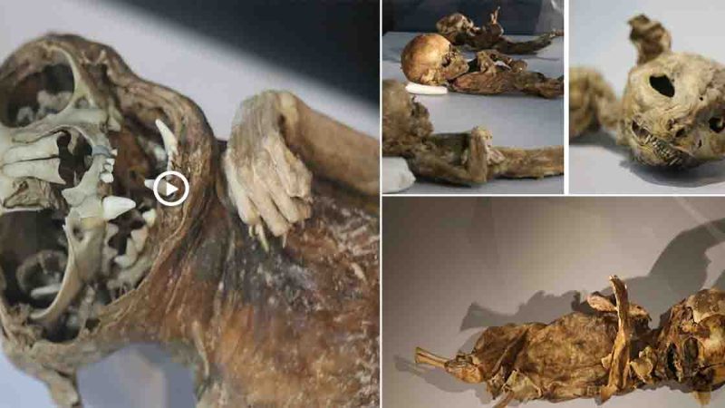 Mummies of a 1000-year-old cat and a baby are on display at Turkey’s Aksaray Museum