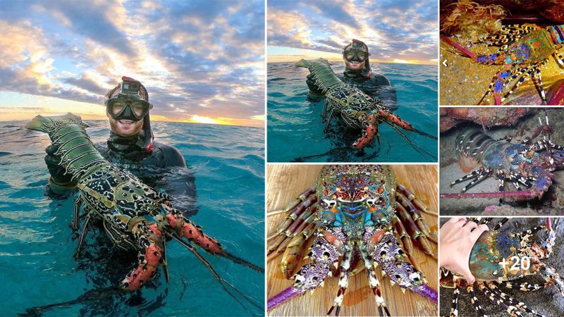 Crayfish from the clear lagoon waters of the Great Barrier Reef