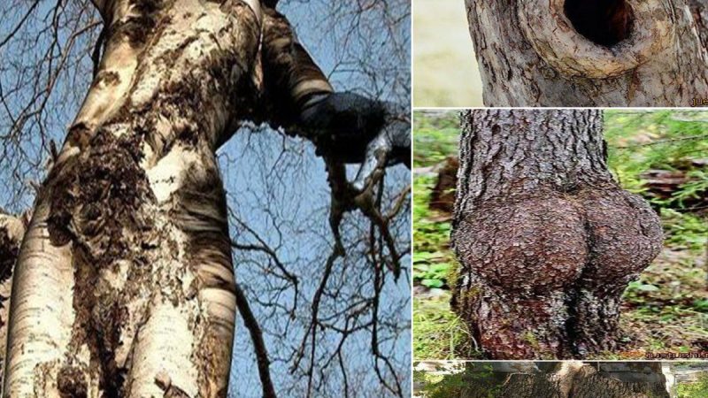 Strange shapes of trees in nature