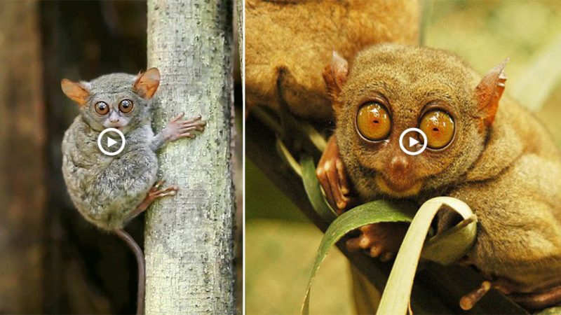 Discovered the tiniest pygmy monkey in the world with protruding eyes, which was thought to have gone extinct over a thousand years ago