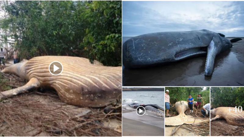 A 10-Ton Whale Was Found in the Amazon Rainforest and Scientists Are Baffled