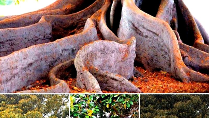 California’s largest 145-year-old fig tree. This is a one-of-a-kind historical monument here