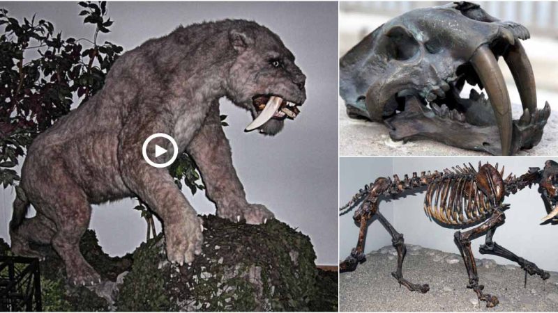 Archaeologists are terrified by the “ancient super-giant serrated tiger skull,” which can swallow an elephant.