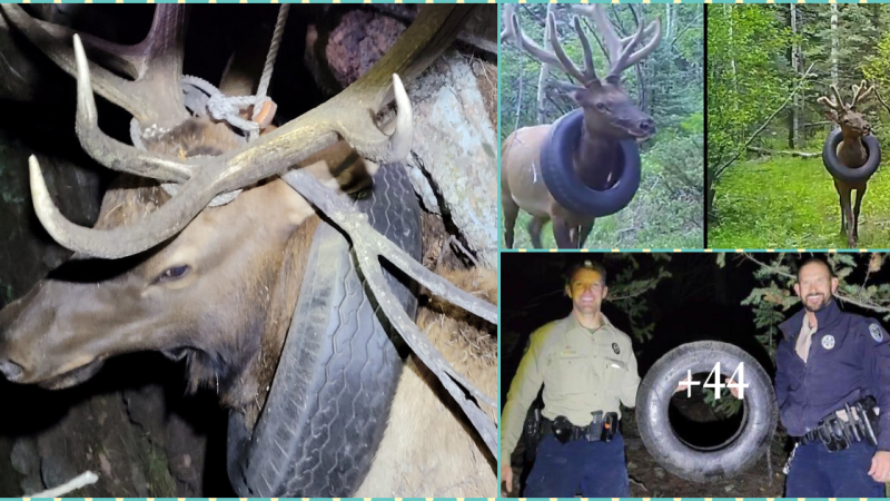 Deer rescued from tire wrapped around neck after 2 years of suffering (video).