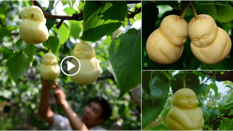 The Exotic Fruit That Looks Like a Baby and Tastes Amazing to Those Brave Enough to Try It.