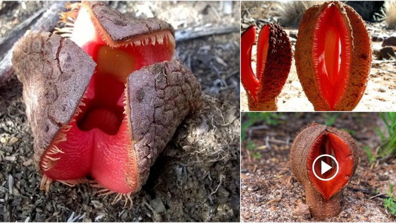 African Hydnora : The weirdest stinking flower you’ll find in the world