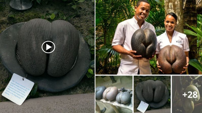 The World’s Largest Seed Weighs about the Same as an Eight-Year-Old Child