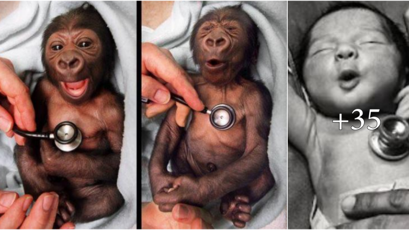 Newbornbaby gorilla at Melbourne Zoo gets a checkup at the hospital and reacts to the coldness of the stethoscope