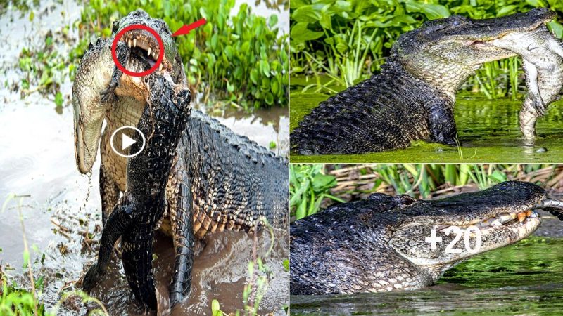 The Brutal Nature of Crocodiles: When one crocodile eats another of its own kind, it demonstrates just how ruthless these animals can be.