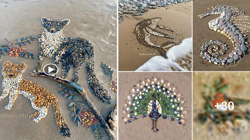 Photos of wild animals on a beach bordered with rocks