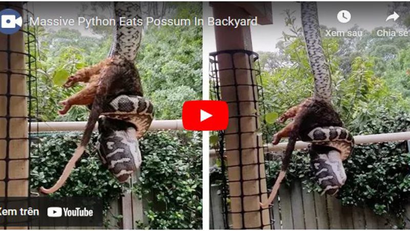 A gigantic python eats a little animal as it descends from the ceiling.(With video)