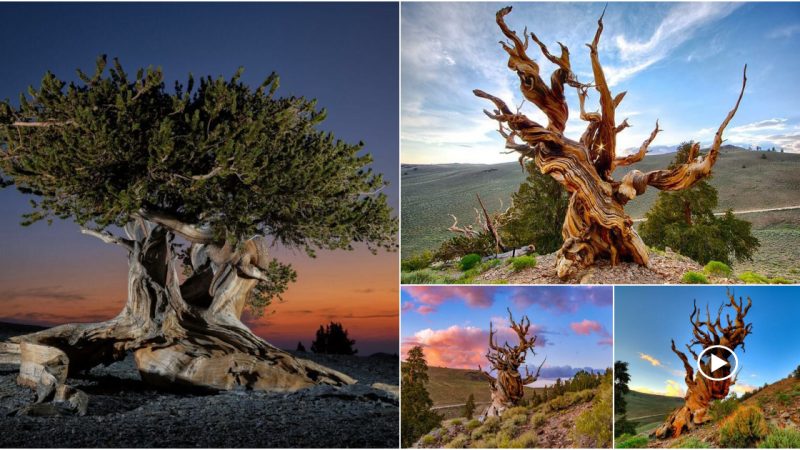 The world’s oldest tree has been discovered: Great-Grandfather, which is 5,484 years old.