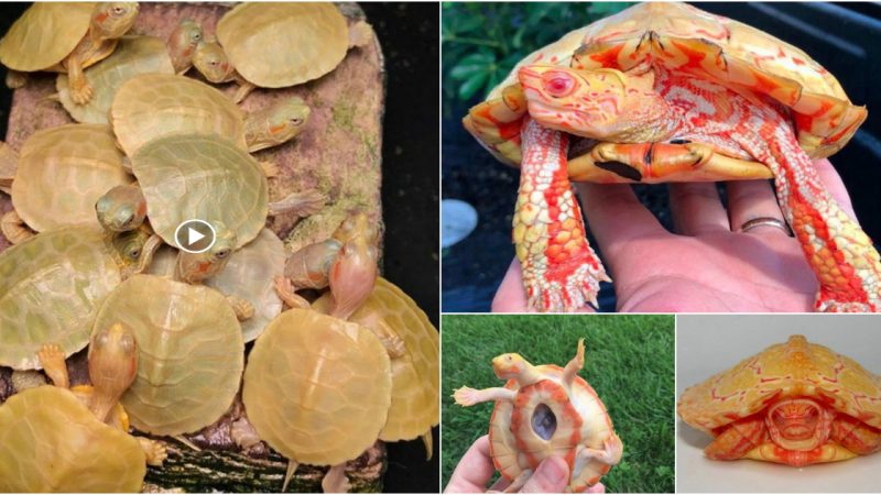 These uncommon albino turtles appear to be fearsome little creatures.