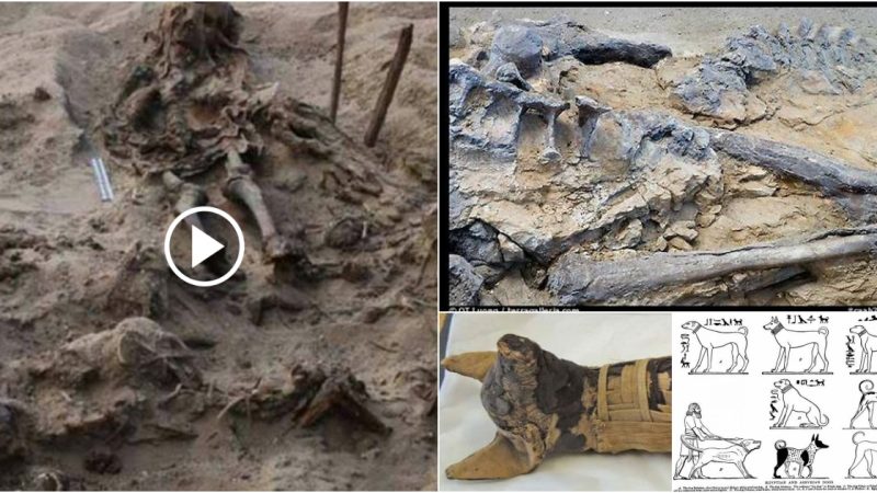 A young girl and 142 dogs were discovered buried together in an exclusive Egyptian tomb.