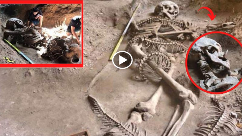 The discovery of an ancient giant skeleton in a Krabi cave confirms the legend of the Nagas.(with video)