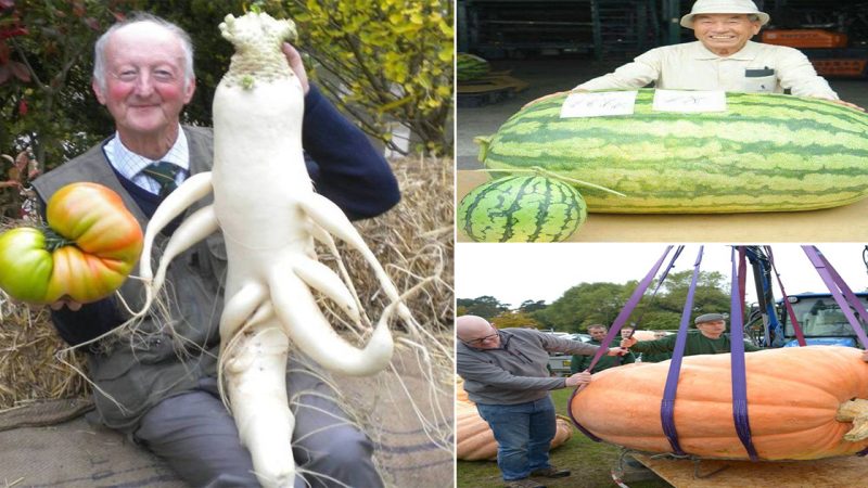 Amazing! These are The strangest sized fruits