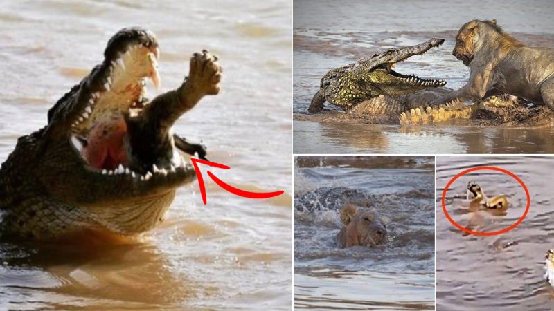 Netizens were surprised at the scene of an adult lion being eaten by a crocodile