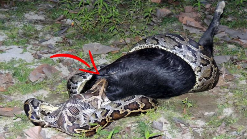 Python eats a whole goat like it’s no big deal