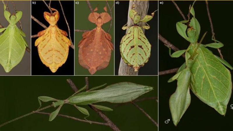 A tree of leaves Phylogeny and historical biogeography of the leaf insects (Phasmatodea Phylliidae)