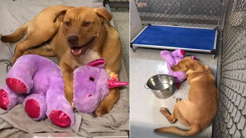 Stray dog keeps sneaking in to store to steal stuffed unicorn, so officer buys it for him