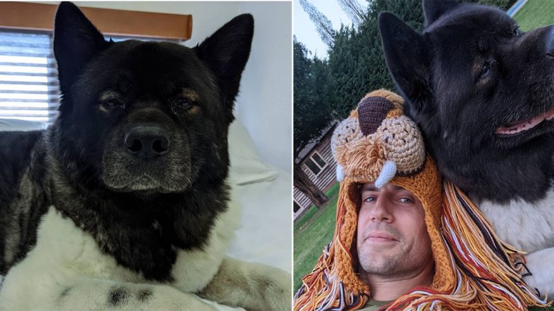 Superman actor Henry Cavill says his pet dog ‘saved’ him from mental health struggles