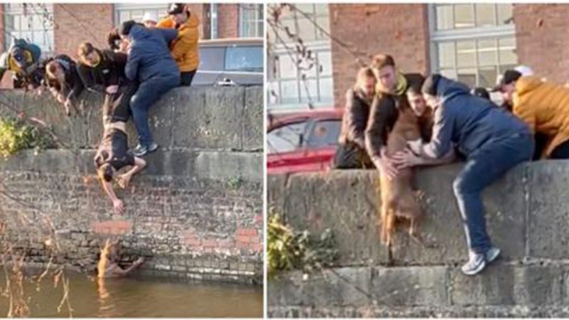 Students pull off daring upside-down rescue mission to save dog who fell in canal