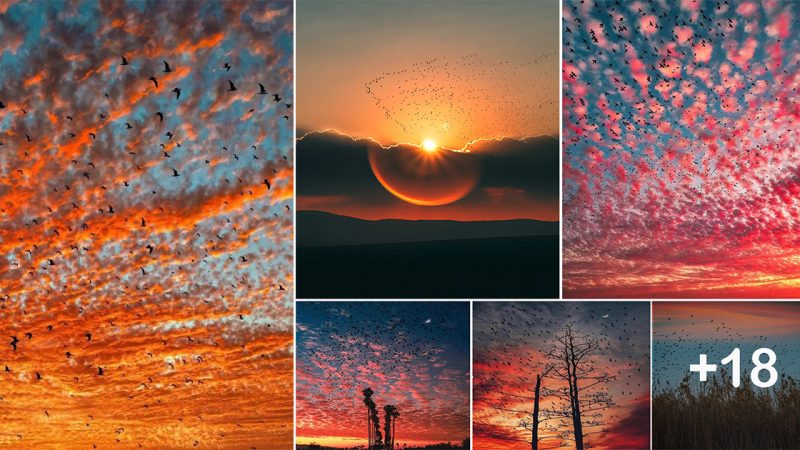 the most beautiful bird flying sunset scenes