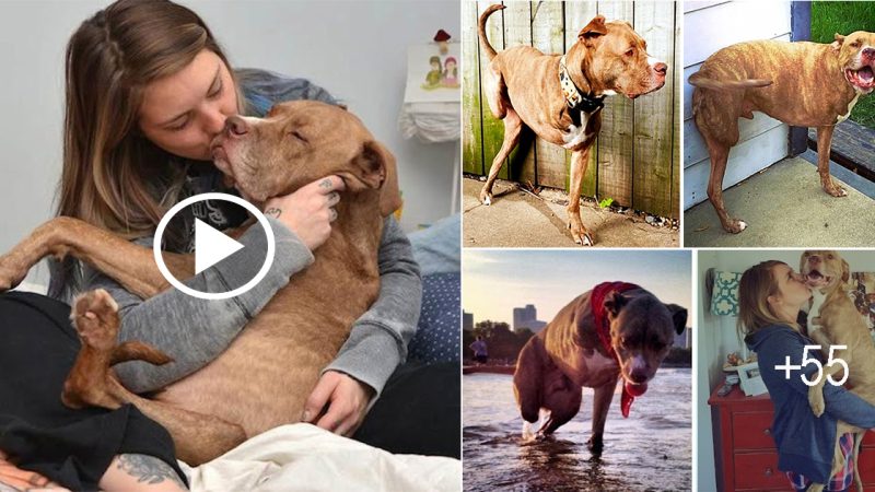 Dog gets Shot and Loses both of its right limbs due to the fact that he is a Pitbull