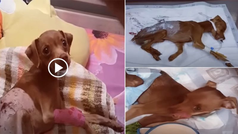 Heartbreaking Story Of A Sad 8 Month Old Puppy Crying His Eyes Out