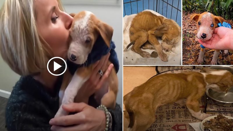 A Pitbull Puppy Abandoned To Die Alone In an Empty Parking Lot Defies all Odds by Surviving