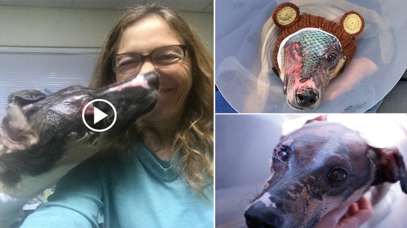 This specialized procedure in which veterinarians use fish skip to cure dogs that have suffered from sego burns