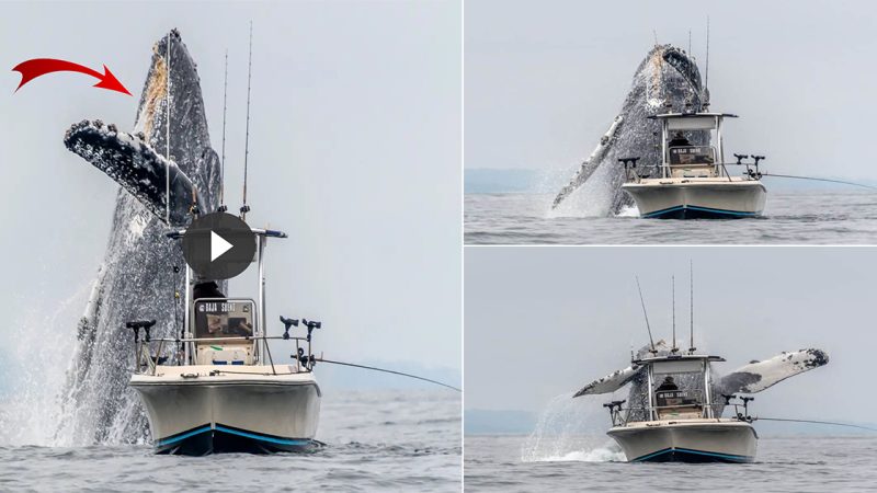 A once in a lifetime footage of a giant humpback whale leaping out of the water next to a fishing boat