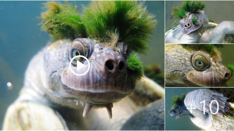 Meet the ‘Punk of the Turtle World’ and Read Its Strange Story