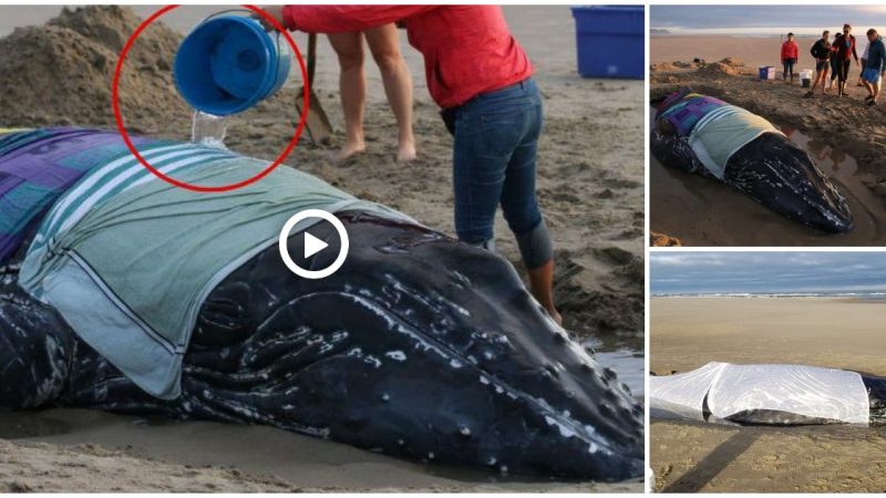 Huмpback whale stranded on Oregon beach to be euthanized after rescue efforts fail