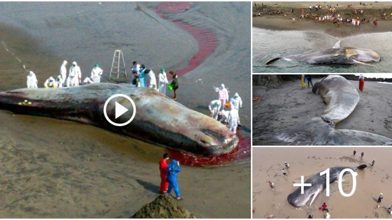 Terrified giant whale carcass washed ashore