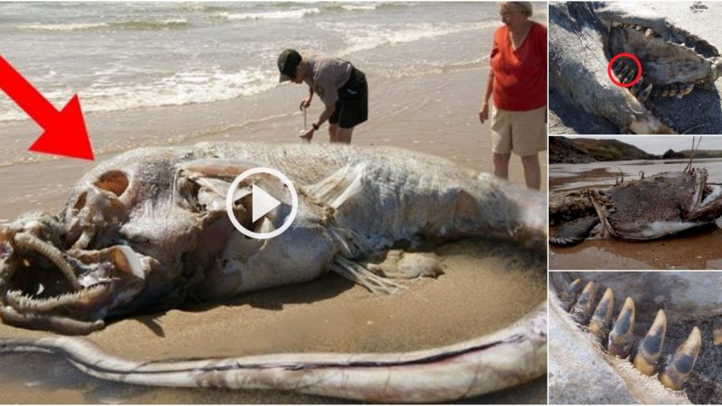 Massive Sea Creature with Huge Teeth Discoʋered Lifeless on New Zealand Shoreline.