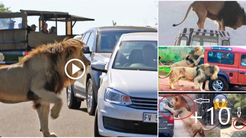 Be careful…The ѕсаrу moment a male lion аttасkѕ a car just after mating with a lioness!