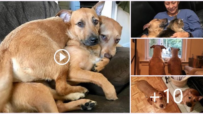 Rescued dog reunited with twin brother lost on the street