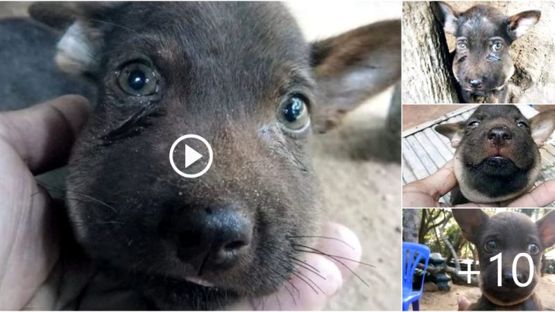 This Little Puppy Looks At People With a Swelled Muzzle And Tears In His Eyes