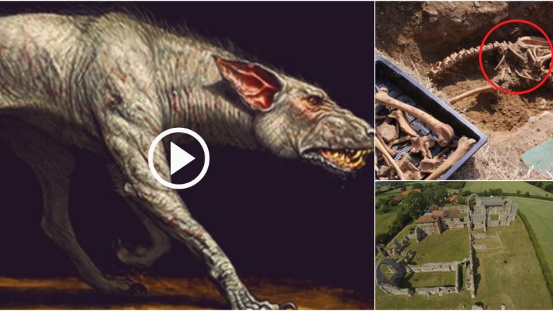 Uncovering The Enigmatic Past: Archaeologists Discover Massive 7-Foot-Tall Skeleton Of A Hellhound In Proximity To An Ancient Monastery.