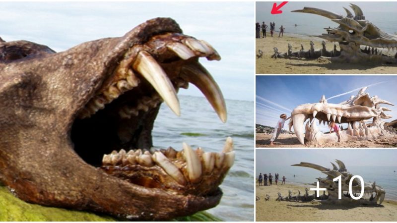 WATCH: This Is Second Giant Skull Washed up on Beach in San Francisco, California