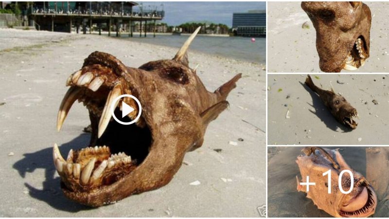 People ran away in terror after a “Deep Sea Monster” that resembled a cross between a dog and a fish washed up on a US coast.