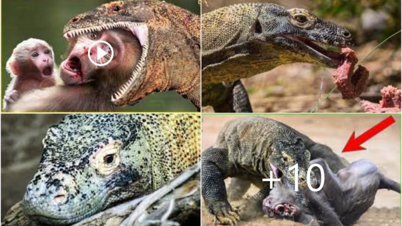 Fight for Survival: Mother Monkey vs Komodo Dragon in the Wild