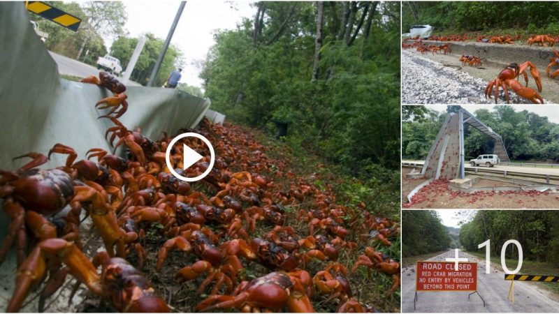 Millions of Christmas Island Red Crabs Migrate to the Ocean Every Year, Covering Everything in Their Path