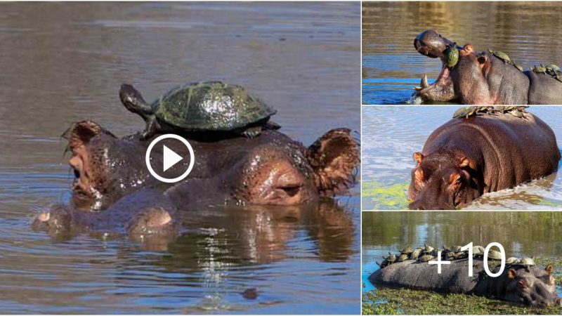 Incredible sight: a hippo jumping into the lake while carrying more than 30 sunbathing turtles