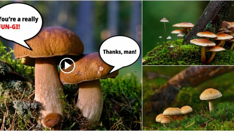 According to a new study, mushrooms may be able to communicate with one another and speak different languages.