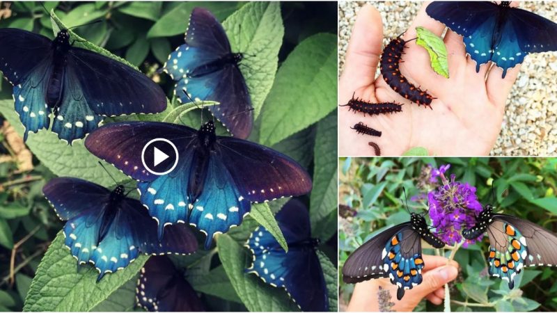 The California swallowtail butterfly is an amazing wonder.