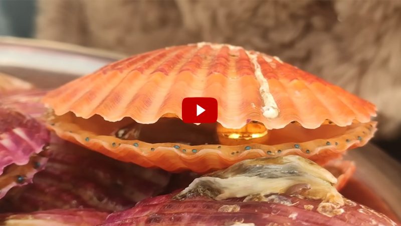 Pacific scallops produce genuine enormous pearls (VIDEO)